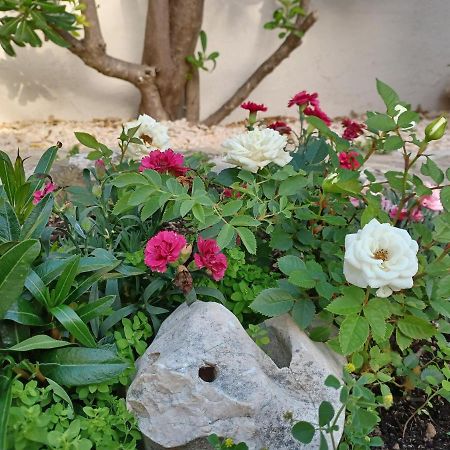 Apartmani Milena Barbat na Rabu المظهر الخارجي الصورة